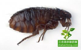 如何选择除四害专业机构？
